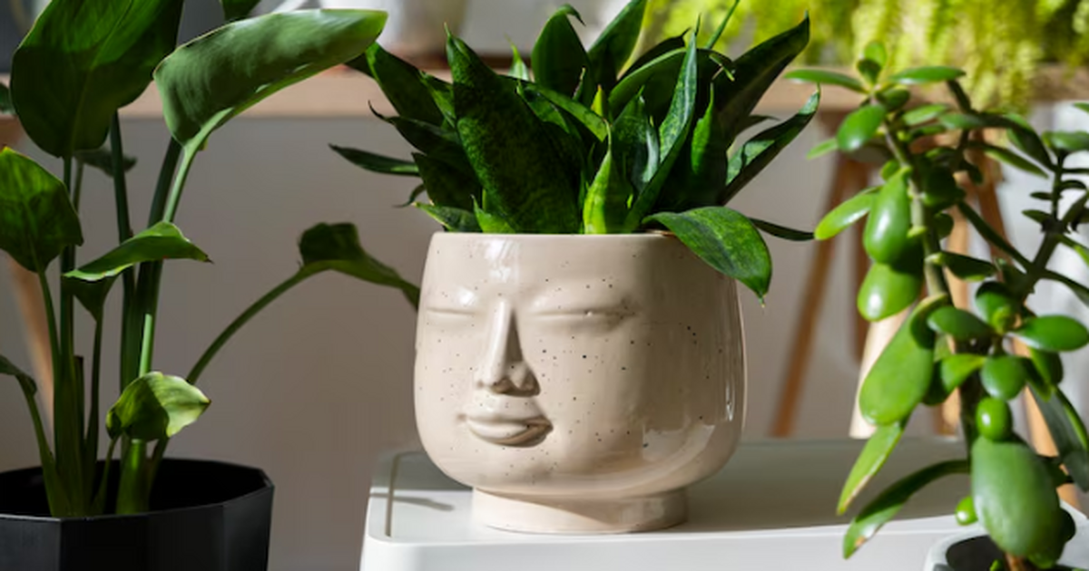 Комнатные растения — это не просто декор. Они д...