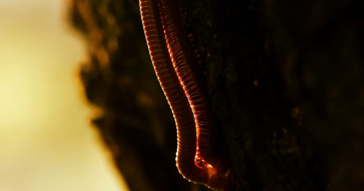 Учёные МГУ выявили, что многощетинковый червь T...