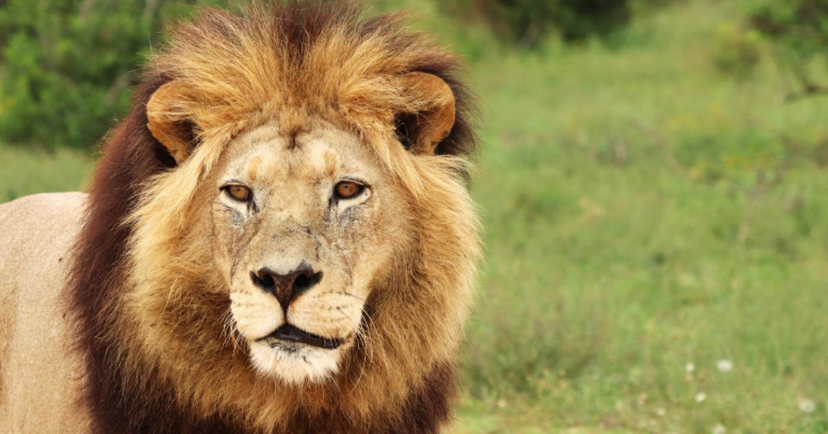 Зубков сообщил, что лев, напавший на него летом...