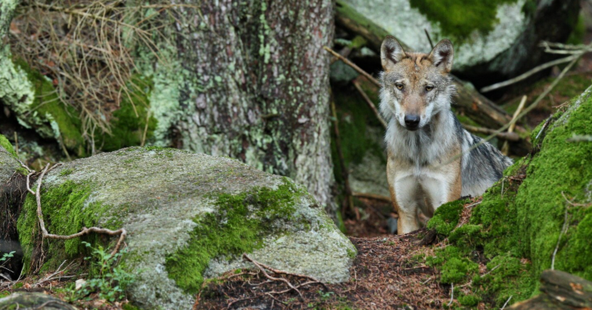 Учёные впервые задокументировали случай, когда ...