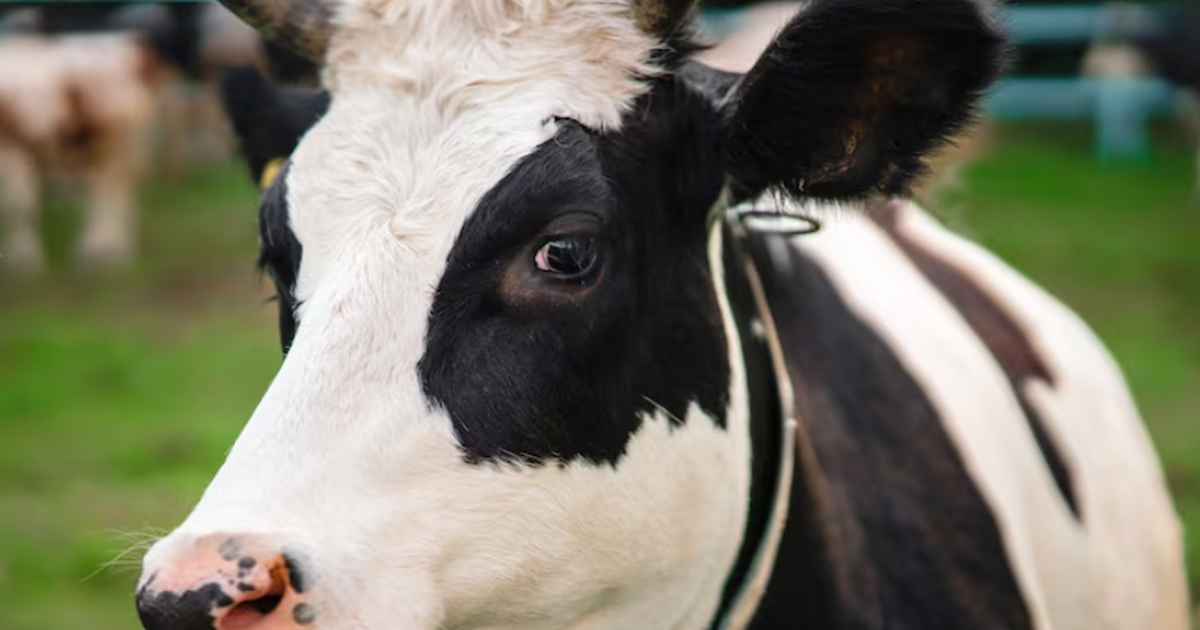 13-летняя корова Вероника из Австрии стала перв...