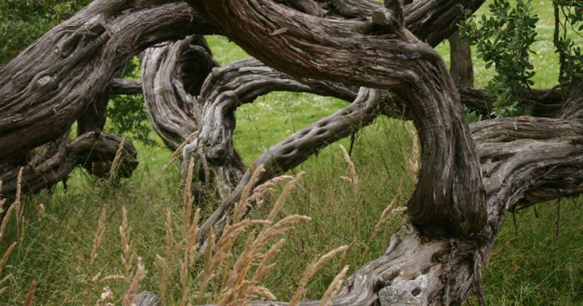 Исследователи из Университета Саузерн Кросс и У...