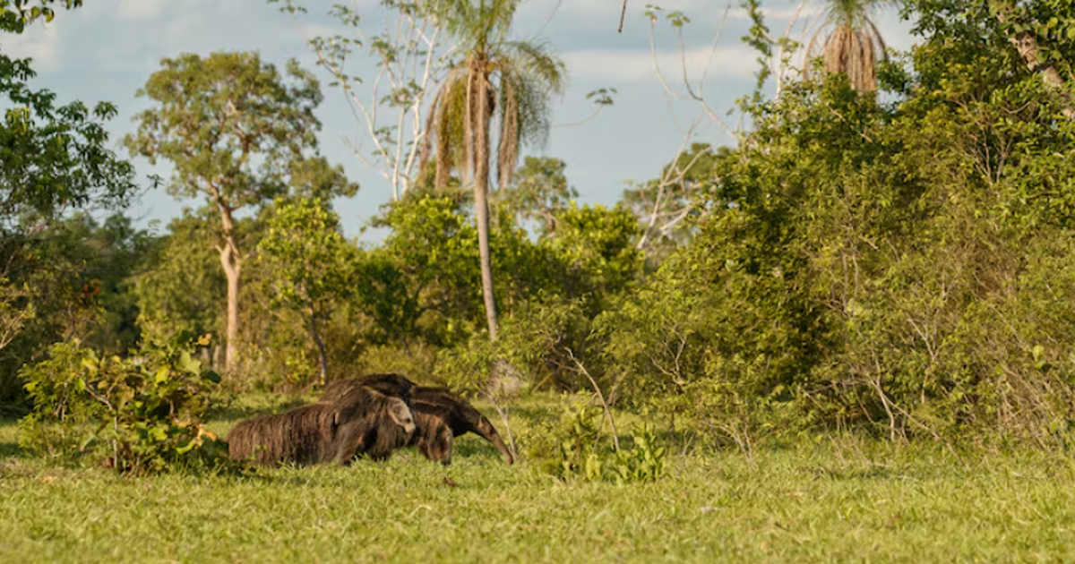 Группа климатологов зафиксировала опасный перел...