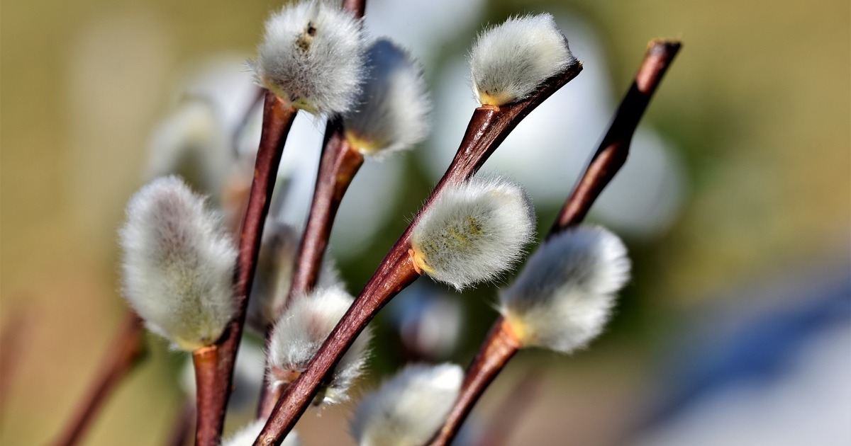 Лазарева суббота: что можно и нельзя делать 4 апреля перед Вербным воскресеньем Верующие вспоминают чудо воскрешения святого Ла...