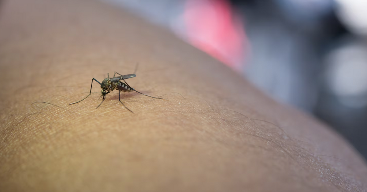 Бразильские исследователи показали, что сокраще...