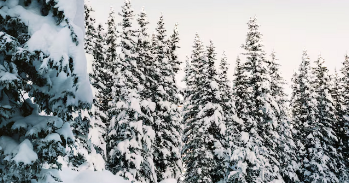 Сын Усольцевой уверен: семья жива и могла сама выбраться из тайги Сын пропавшей в Партизанском районе семьи Усоль...