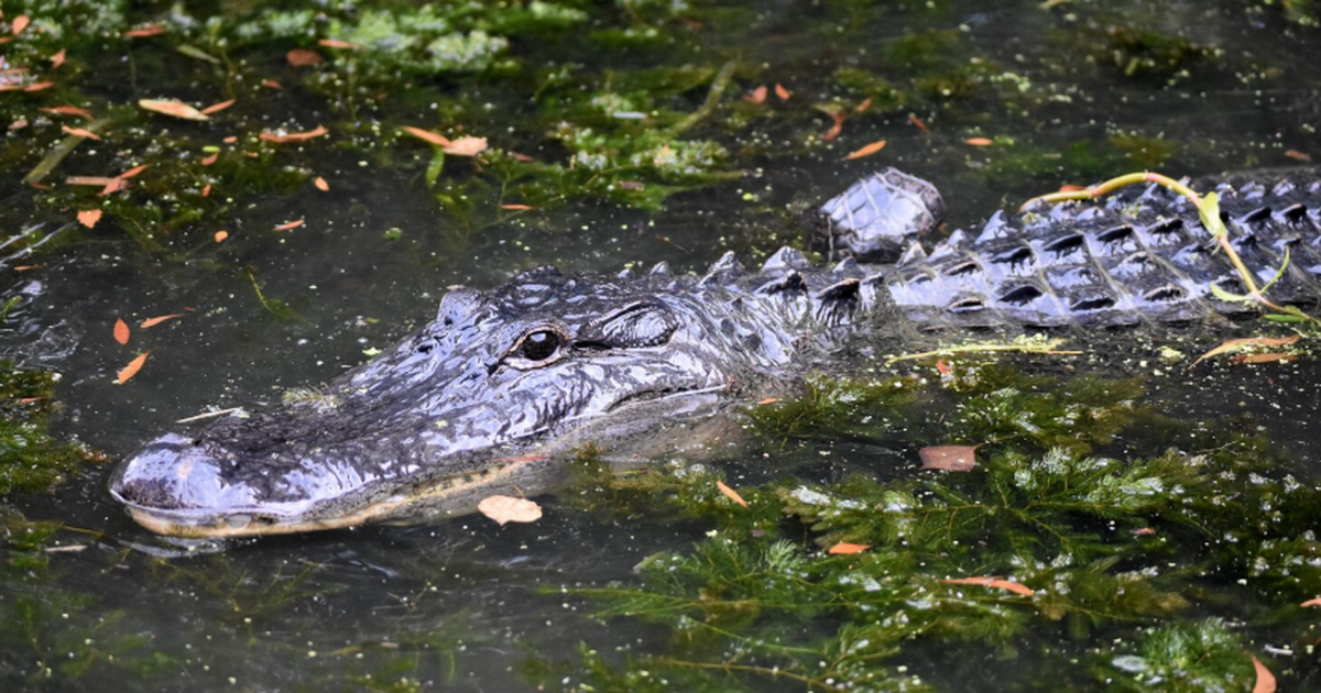 В штате Джорджия представили первую в мире науч...