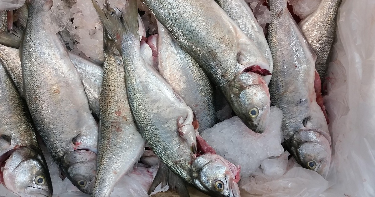 А цена минтая доходит до 500 рублей за килограмм