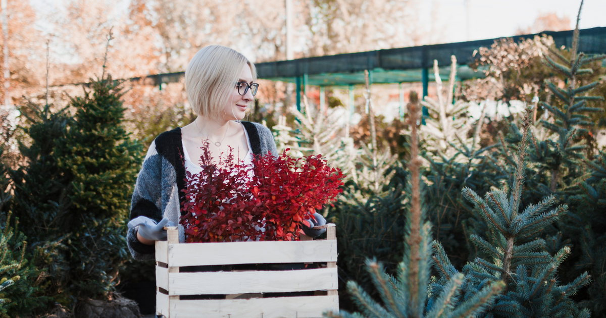 ТОП-10 самых холодостойких растений для дачи и главные предупреждения от учёного на зиму 2025-2026 Согласно прогнозу Гидрометцентра России, предст...