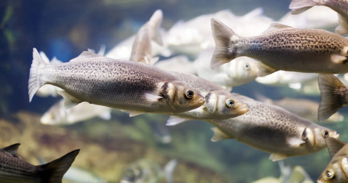 Ученые обнаружили новые данные о видовом разноо...