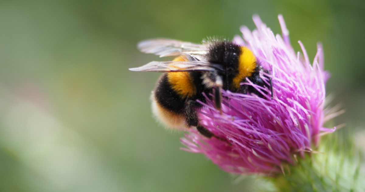 Учёные показали, что шмели заражают оптимизмом сородичей за 30 секунд Ученые сообщили, что шмели способны передавать ...