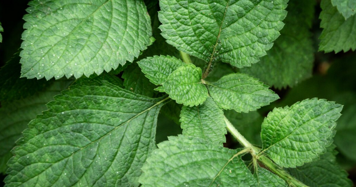 Мяту на зиму больше не сушу: 1 хитрый трюк — и она сохраняет цвет, вкус и аромат надолго Сушёная мята часто блекнет и теряет аромат. Зам...