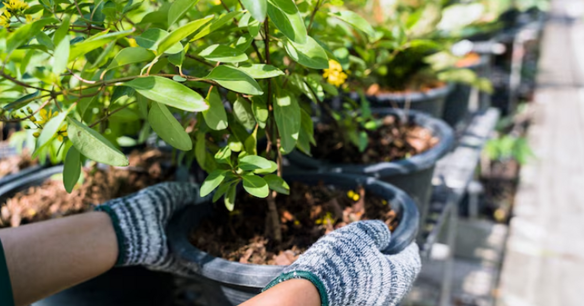 Учёные выявили, что египетская хлопковая моль и...