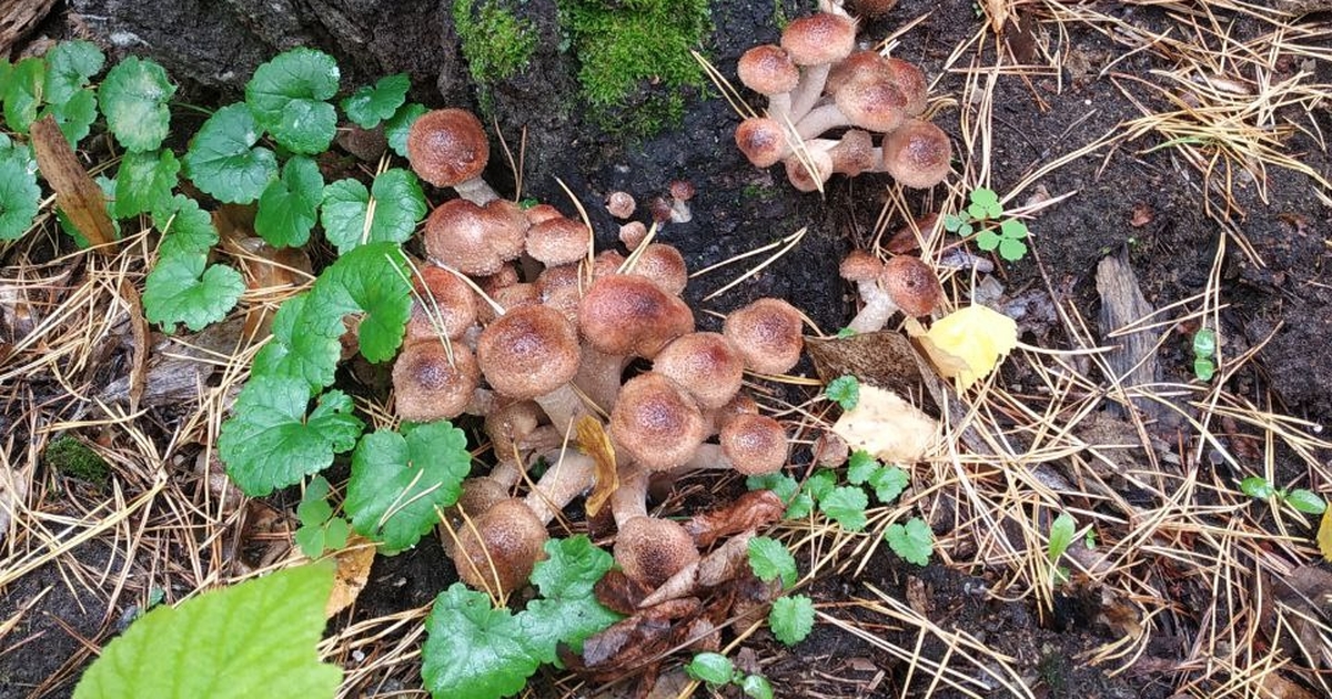 Учёные СФУ первыми расшифровали геномы опят для защиты лесов Ученые собрали и аннотировали митохондриальные ...