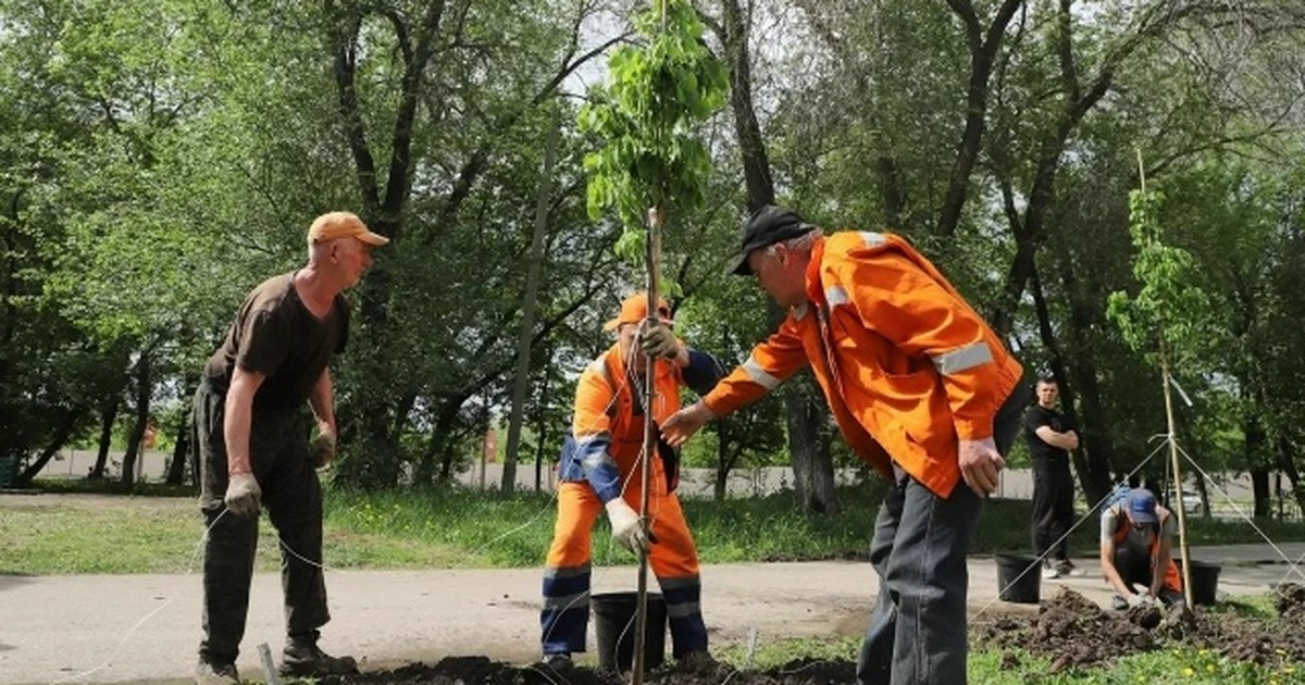 В Самаре на улицах Гагарина и Мориса Тореза высадили березы и липы Озеленение продолжится с учетом погодных услови...