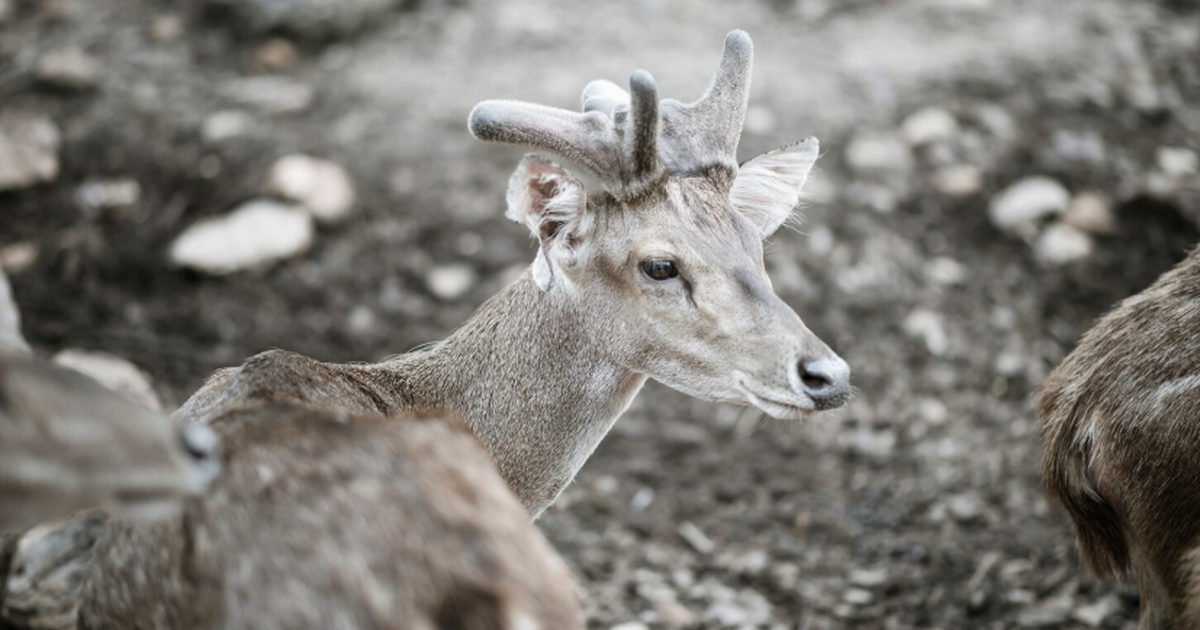 Ученые впервые изучили метаболизм древних животных по окаменелым костям Учёные впервые смогли заглянуть не только в фор...