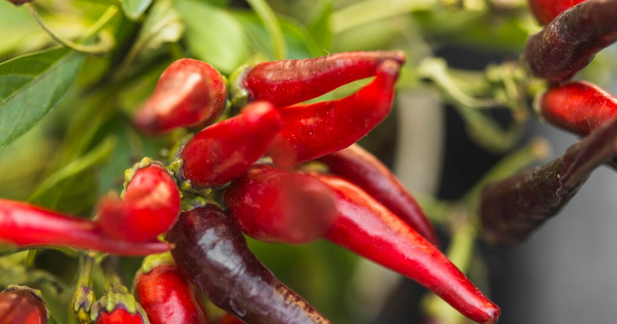 Когда и как сажать перцы на рассаду в 2026 году...