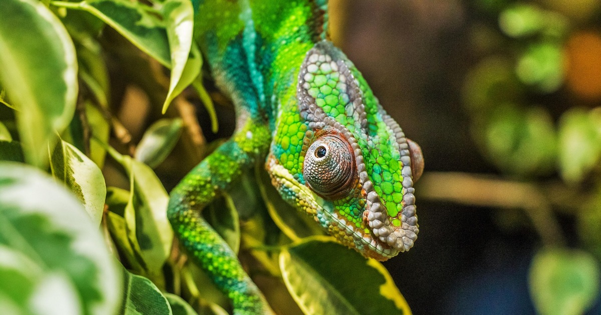 Посетителям расскажут о различных видах хамелео...