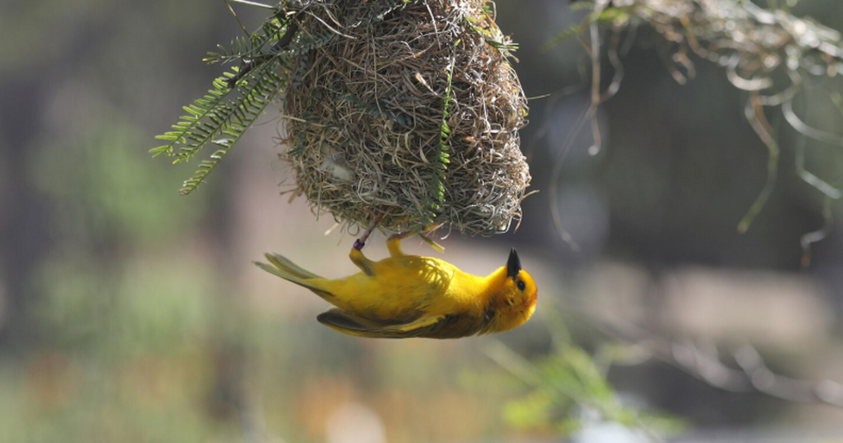 Палеонтологи сообщили об открытии древнего вида...