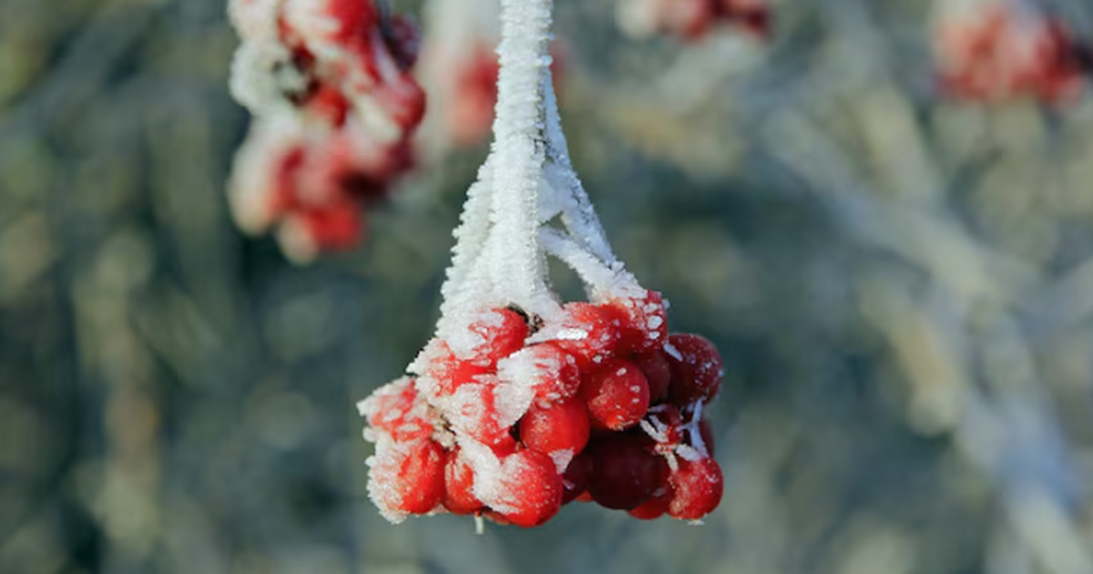 Без намека на оттепель: Когда зима отпустит Самарскую область Мороз до −23 °C: зима держит Самарскую область ...