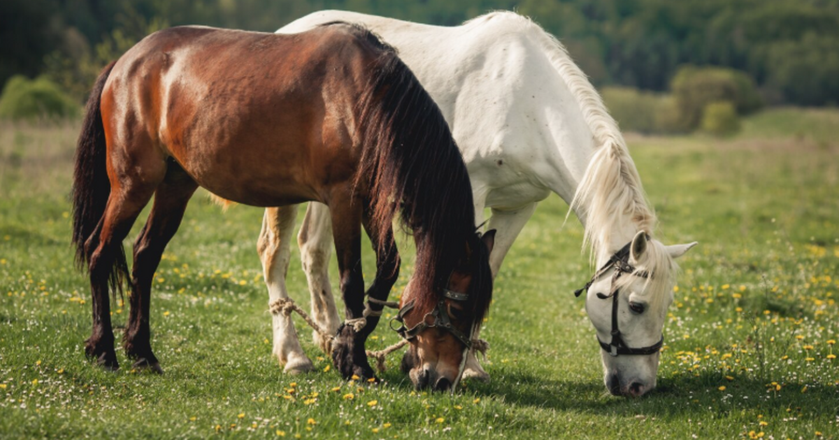 Учёные создали «троянский» белок, способный бло...