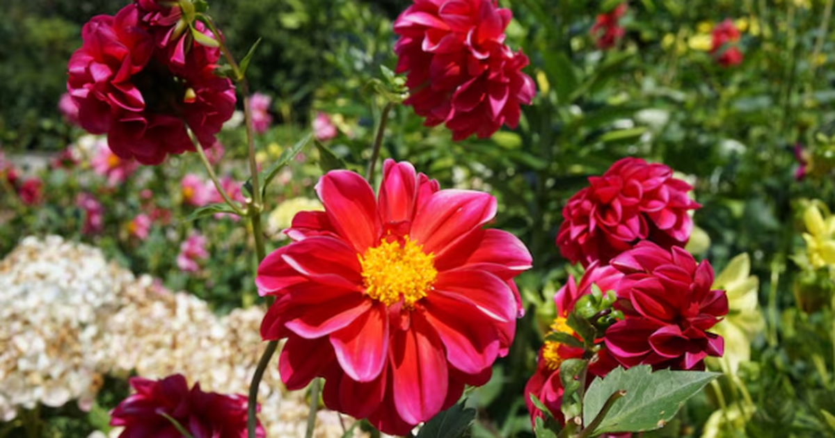 Целых 12 очаровательных цветов, которые сеют без рассады: украсят любую дачу и сад Цветы без рассады: 12 растений для сада без лиш...