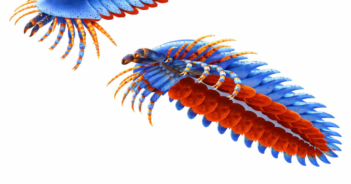 Учёные описали Megachelicerax cousteaui — древн...