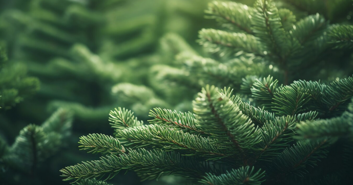 Российские учёные модифицировали полисахарид ел...