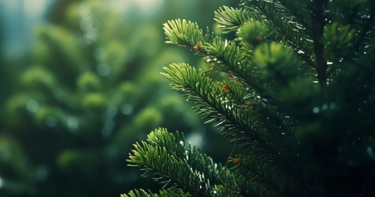 Не спешите выкидывать на мороз: Как продлить жизнь живой елке — лайфхак от биолога из Сибири Когда убирать ёлку и как продлить ей жизнь: отв...