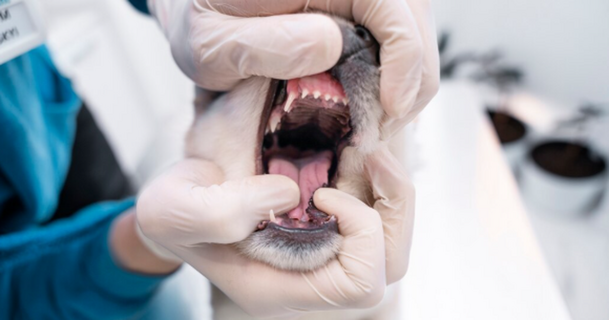 Распространение бешенства выявили как минимум в 16 регионах РФ В России зафиксированы действующие очаги бешенс...