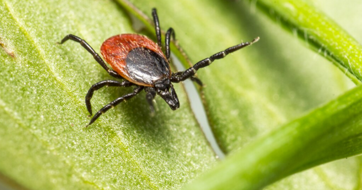 На юге России зафиксировано распространение кле...