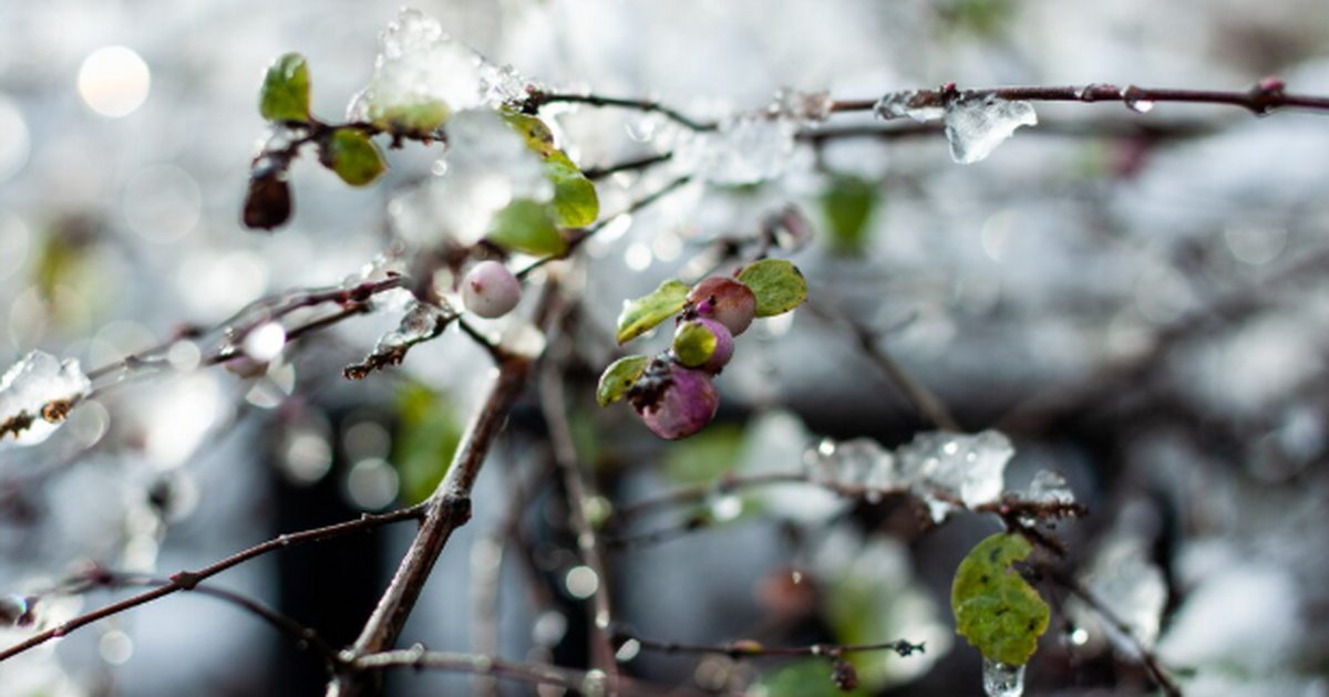 Тёплая зима и её риски для дачи и сада Тёплые з...