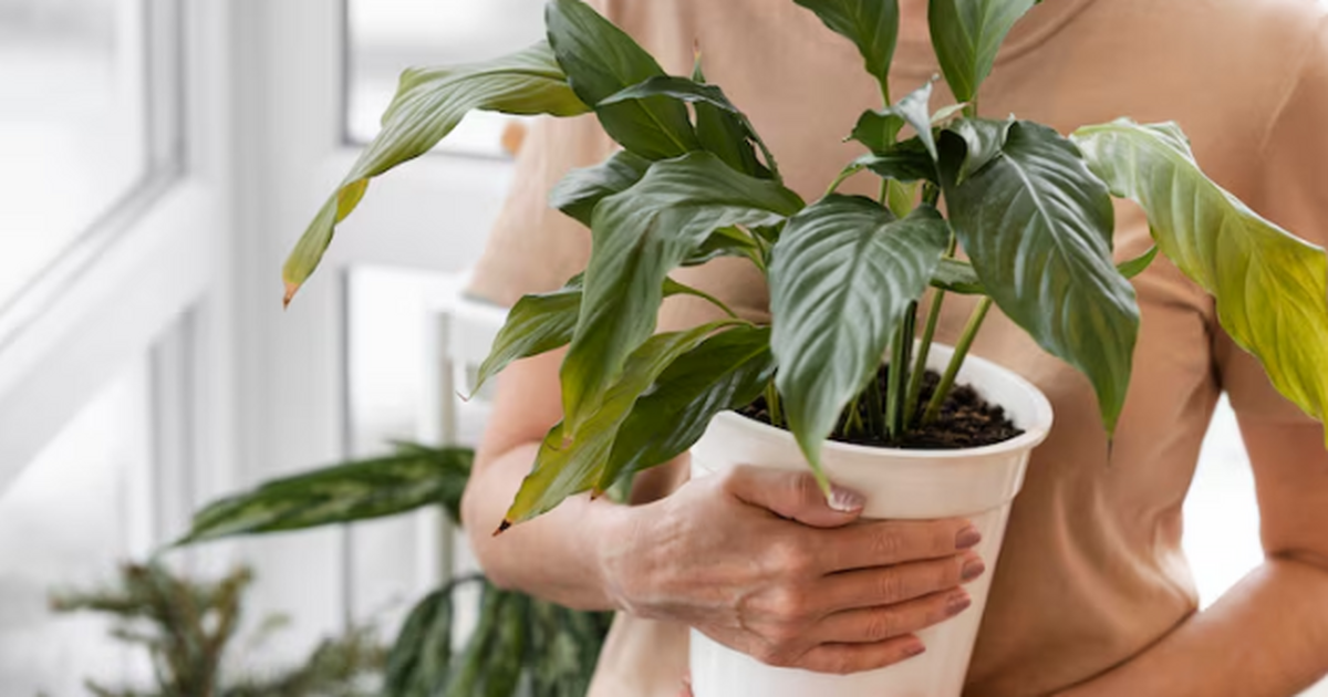 Учёные впервые наблюдают дыхание растений в реа...