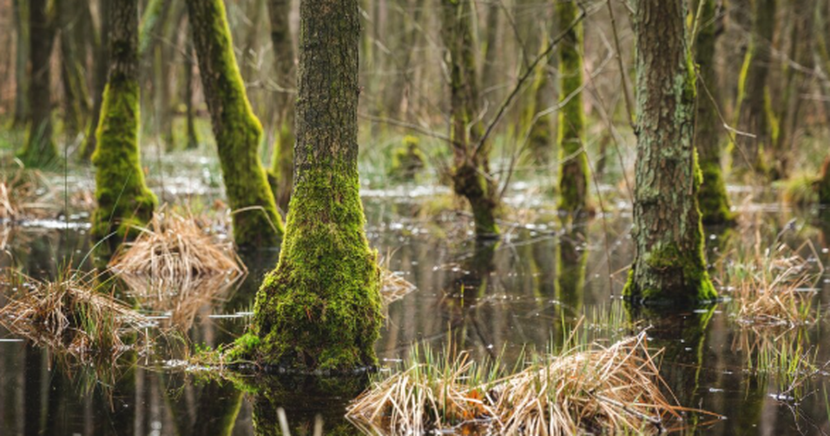 Учёные отмечают, что болота и торфяники, которы...