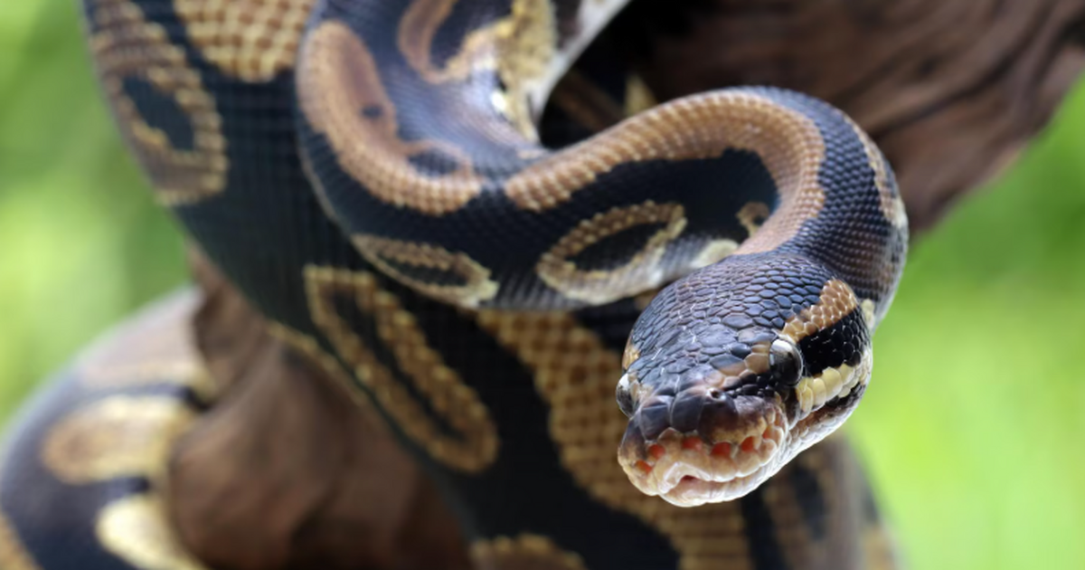 Исследование показало, что метаболит pTOS помог...