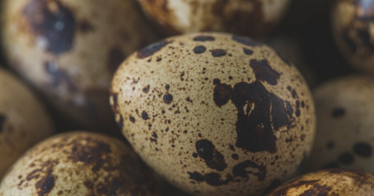 В Бразилии нашли кладку крокодиломорфов на 47 я...