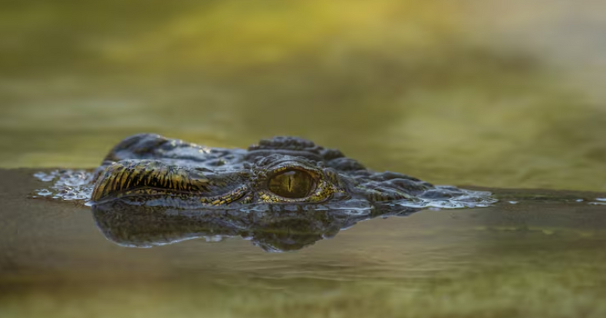 Новые данные ДНК показали, что морские крокодил...