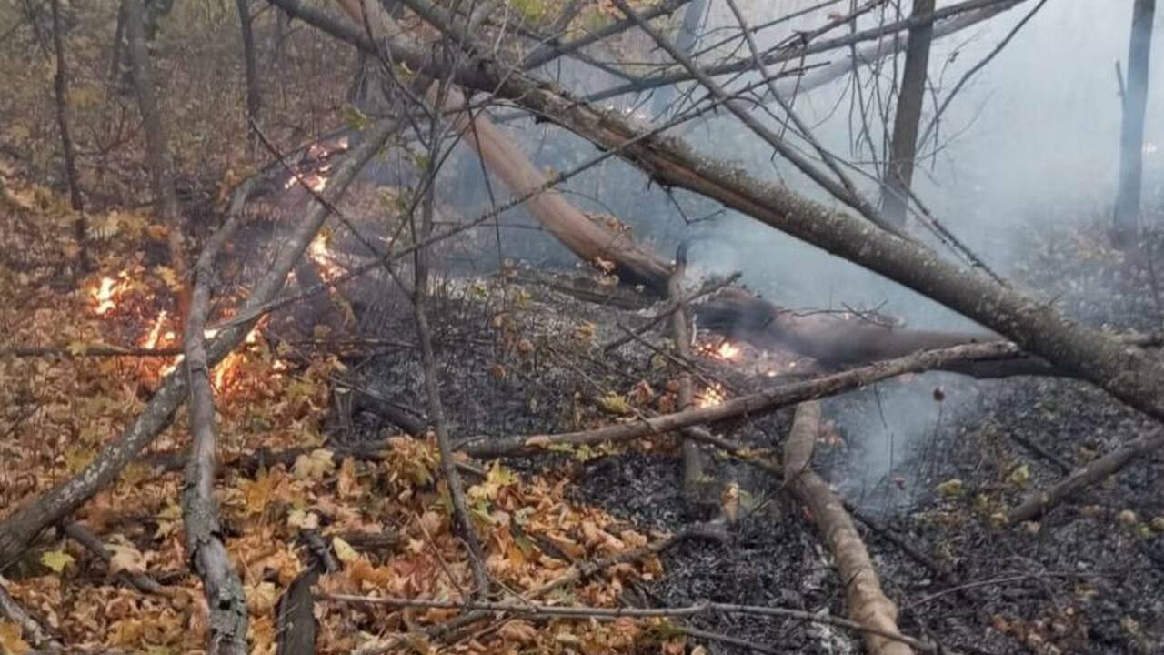 Об этом сообщили в Минприроды Самарской области