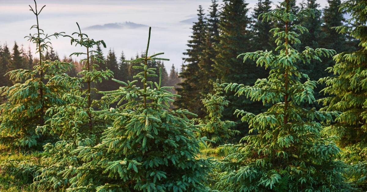 Европе грозит резкое сокращение хвойных лесов из-за вспышки короеда в засуху Исследование с участием учёных из 17 стран зафи...