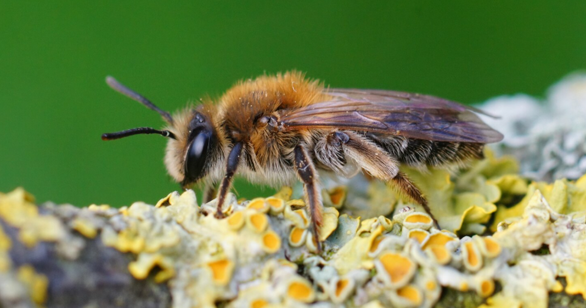 Личинки осы демонстрируют замедление биологичес...