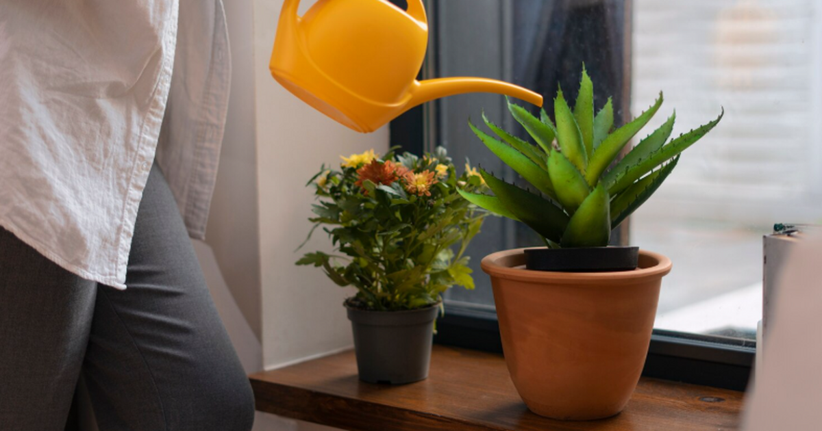 Учёные из США выяснили, что мимоза стыдливая сп...