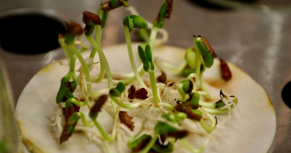 В Самарской области 10 т семян проверяют на грибы и всхожесть для будущих лесов В регионе завершается экспертиза семян для лесо...