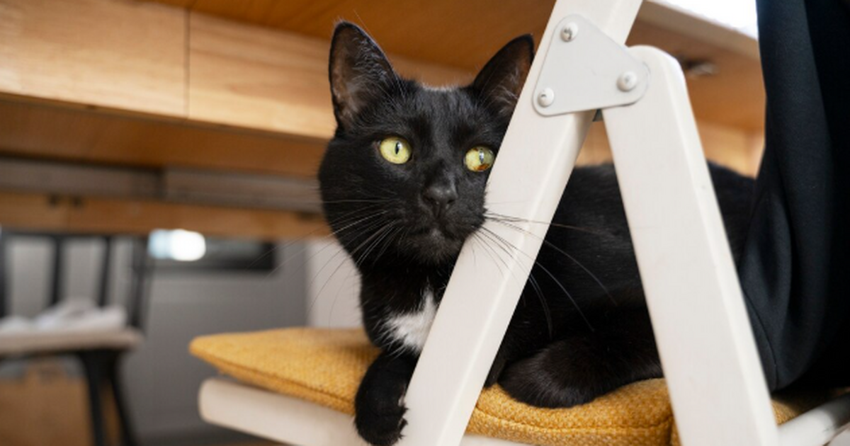 Забудьте о породе: истинный характер кошки зашит в её окрасе — как его расшифровать Много лет спорят: влияет ли цвет шерсти на хара...