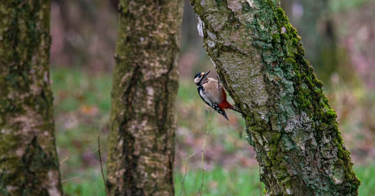 Учёные выяснили, что звуки местных лесных живот...