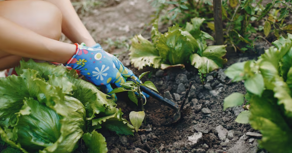 Когда сеять рассаду в 2026 году: сроки для овощ...