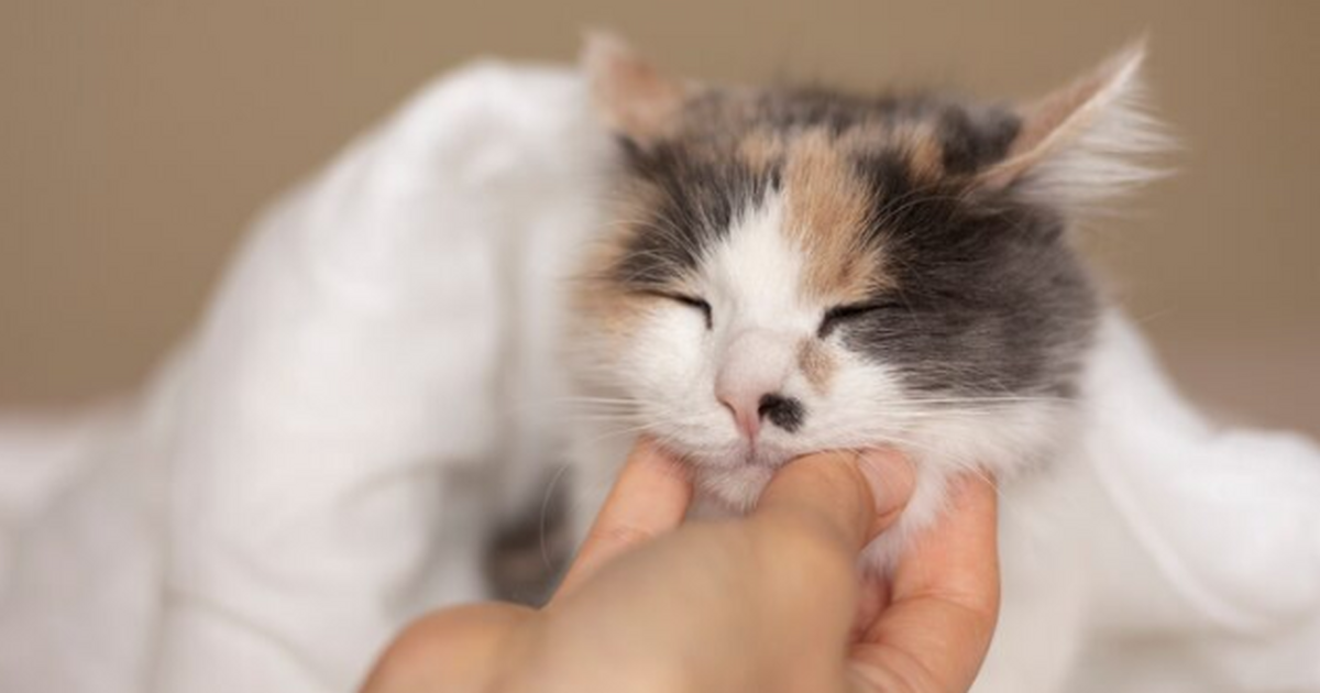 Почему нельзя трогать живот кошки, даже если она не против - об этом не знают 98% владельцев Кошка лежит на спине, лапы «крючком», живот как...
