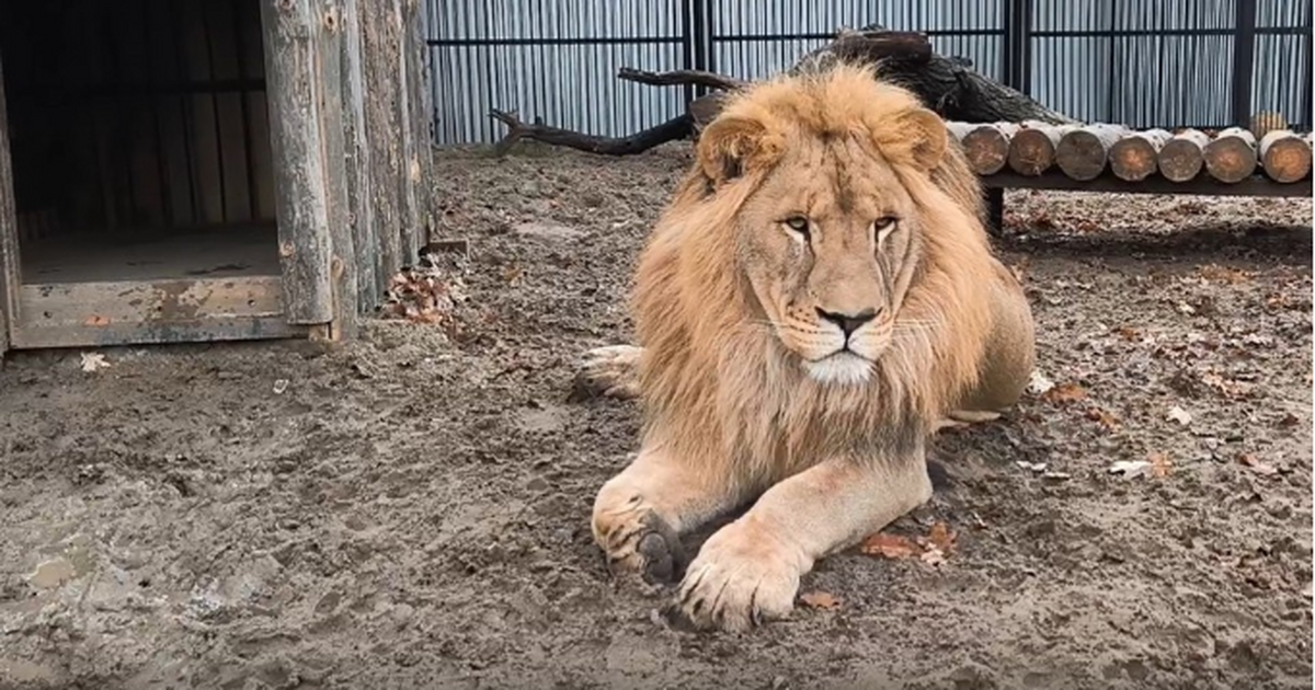 Лев Алтай переехал в новый просторный вольер Самарского зоопарка Новый дом обрел и самец пумы Рафаэль