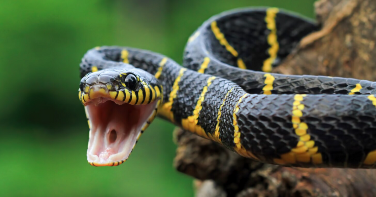 Датские учёные создали рекомбинантное противояд...