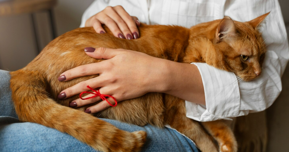 Исследование СПбГУВМ показало, что микоплазмы, ...