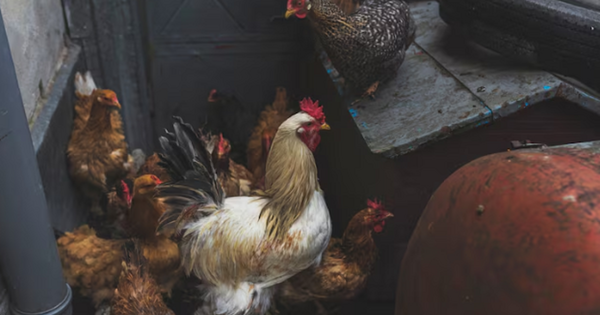 Зимой куры тратят больше энергии на согрев, мен...